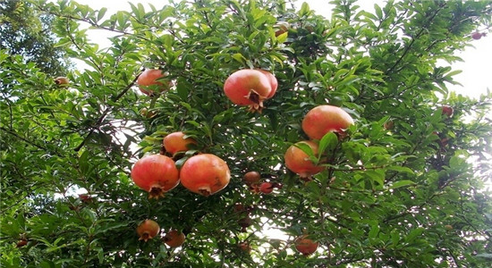 銀箭鋁銀漿秋季小風(fēng)貌0.jpg 銀箭鋁銀漿秋季小風(fēng)貌0.jpg