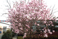 章丘金屬顏料總廠(chǎng)一角 章丘金屬顏料總廠(chǎng)一角